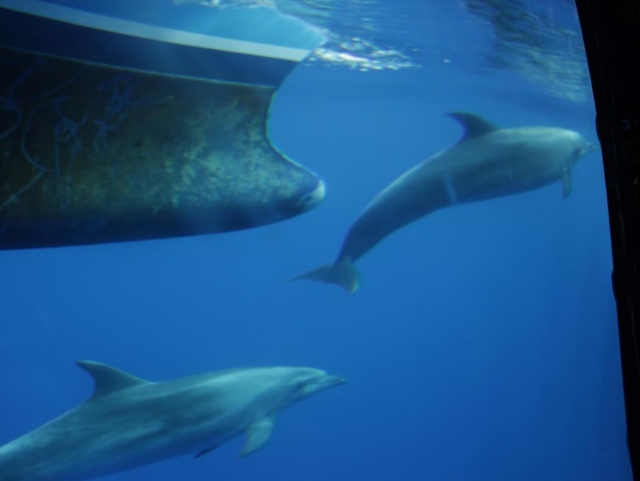  Le bateau rejoint les dauphins 